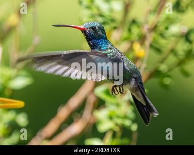 Un colibri mâle adulte à bec large, Cynanthus latirostris magicus, dans le canyon Madera, dans le sud de l'Arizona. Banque D'Images