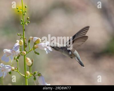 Calypte costae, un colibri femelle adulte de Costa, se nourrissant dans Madera Canyon, dans le sud de l'Arizona. Banque D'Images