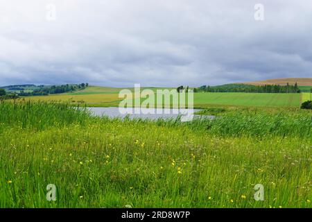 Réserve naturelle du Loch of Kinnordy, Angus, Écosse - RSPB Banque D'Images