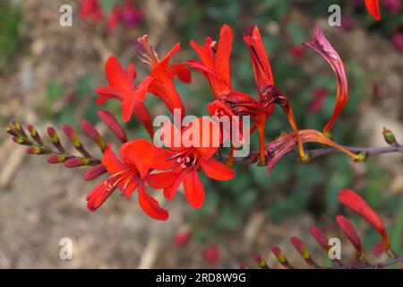 Vibrant Crocosmia Lucifer forte fleur écarlate sur un fond flou. Composition florale de vue latérale pour le bien-être, marketing de marque de jardinage floral. Banque D'Images