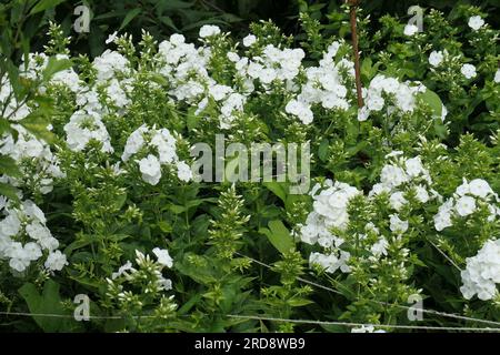 Gros plan du jardin herbacé à fleurs blanches vivace Phlox paniculata Snow Hare. Banque D'Images