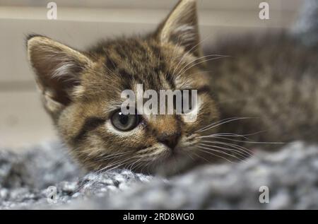 Un chaton gris repose sur une couverture et regarde attentivement dans la caméra. Gros plan. Banque D'Images