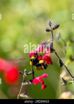 Un bourdon adulte de Sonora, Bombus sonorus, pollinise une fleur dans Madera Canyon, dans le sud de l'Arizona. Banque D'Images