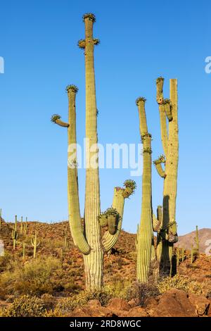 Cactus saguaro fructifiant, Carnegiea gigantea, en fleurs en juin, Sweetwater Preserve, Tucson, Arizona. Banque D'Images