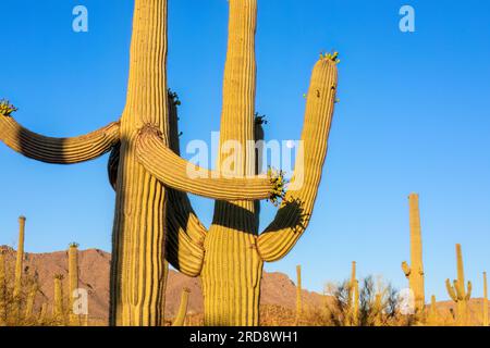 Cactus Saguaro, Carnegiea gigantea, photographié sous une lune décroissante dans la réserve Sweetwater, Tucson, AZ. Banque D'Images