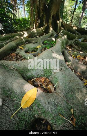 Ficus macrophylla tronc et racines gros plan Banque D'Images