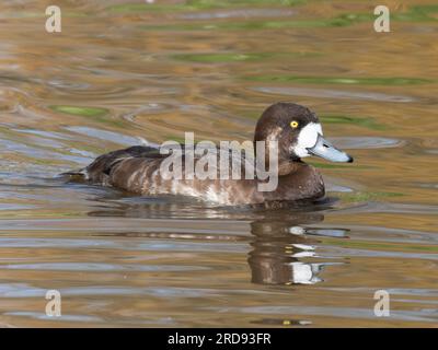 Une femelle du grand écailleux (Aythya marila), aussi connue sous le nom de bluebill en Amérique du Nord, nageant sur un lac. Banque D'Images