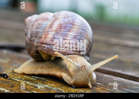 Gros plan d'un escargot romain rampant (Helix pomatia) sur un substrat de bois dans la nature. Banque D'Images