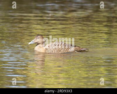 Un eider commun femelle, Somateria mollissima, également appelé St. Canard de Cuthbert ou canard de Cuddy, nageant sur un lac. Banque D'Images