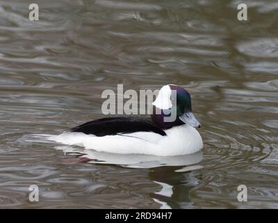 tête de buffle (Bucephala albeola Banque D'Images