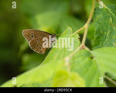 Le dessous d'un papillon annelet, Aphantopus hyperantus, perché sur une feuille. Banque D'Images