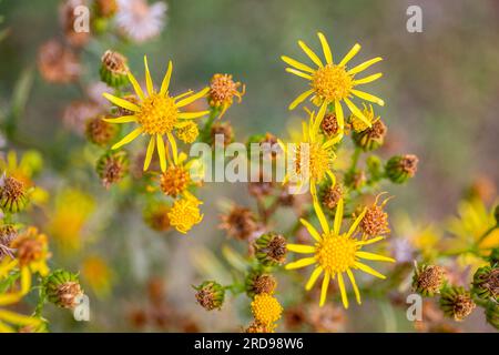 Ragwort (Jacobaea vulgaris) têtes de fleurs et boutons de fleurs jaunes recouverts d'une toile d'araignée, vue rapprochée du dessus. Banque D'Images