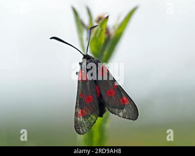 Bordé étroit cinq taches burnet (Zygaena lonicera) avec des ailes usées une papillon de jour en Cumbria, Angleterre, Royaume-Uni Banque D'Images