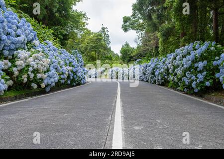 Hortensia bleu fleurissant le long de la route à Sete Cidades sur l'île de Sao Miguel, Açores Banque D'Images