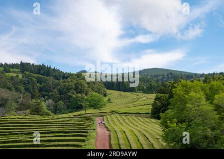 Champs de thé vert de Gorreana Tea Plantation avec chemin de terre rouge au milieu. Île de Sao Miguel, Açores Banque D'Images