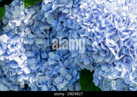 Blue Hydrangea macrophylla fleurit en pleine floraison en été Banque D'Images