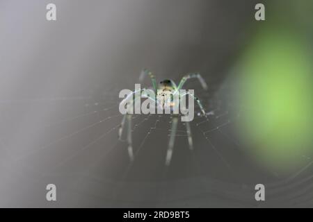 Araignée commune de jardin en toile Banque D'Images