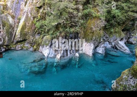 Promenez-vous dans la forêt de hêtres jusqu'à un pont tournant qui traverse la rivière Makarora. Suivez la promenade jusqu'à une plate-forme d'observation sur les Blue pools puis cro Banque D'Images