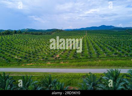 Vue aérienne d'une plantation de palmiers à huile en Asie de l'est. Banque D'Images