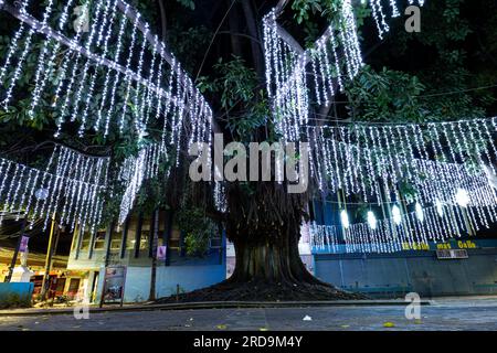 Tegucigalpa, Francisco Morazan, Honduras - 11 décembre 2022 : arbre énorme dans le parc du centre-ville principal avec plusieurs grandes guirlandes de lumière blanche Banque D'Images