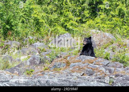 Ours noir (Ursus americanus vancouveri) dans la baie Clayoquot, Tofino, île de Vancouver, Colombie-Britannique, Canada. Banque D'Images
