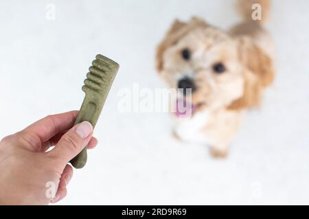 Concept de soins dentaires pour chiens. Gâteries dentaires pour chiens. Produits pour chiens. Banque D'Images