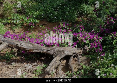 Vigne de Bougainvillea glabra remplie d'une abondance de fleurs roses coulant le long d'une bûche posée sur le sol entourée de végétation à Oahu Banque D'Images