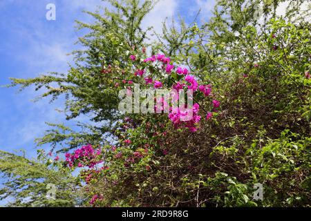 Regardant vers le haut les branches fleuries de Bougainvillea glabra avec des fleurs roses chaudes, un feuillage aganiste grind contrasté et un ciel bleu avec des nuages bispis Banque D'Images