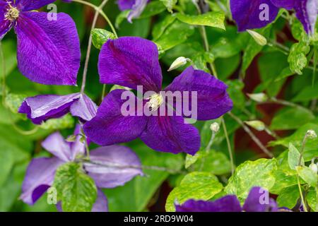 Groupe à grandes fleurs 'Jackmanii' tardif, klematis (hybride Clematis) Banque D'Images