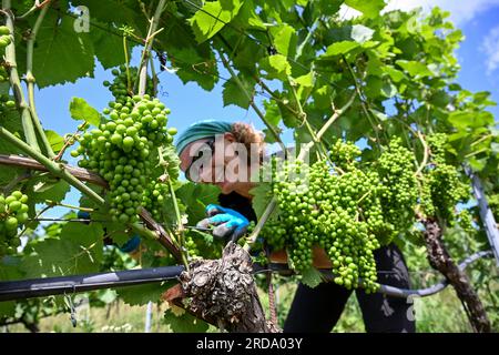 17 juillet 2023, Brandenburg, Töplitz : la vigneronne Daniela Schönitz du vignoble biologique Klosterhof Töplitz travaille sur la défoliation des feuilles de raisin dans le Vieux vignoble Töplitz. Les raisins Pinot blanc reçoivent ainsi plus de lumière solaire et de chaleur. Les engrais chimiques, synthétiques, pesticides et désherbants ne sont pas utilisés. La structure riche en minéraux des sols du versant sud permet aux vins particulièrement frais et fruités typiques du cépage de mûrir, qui peuvent être consommés jeunes. Photo : Jens Kalaene/dpa Banque D'Images