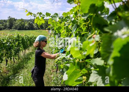 17 juillet 2023, Brandenburg, Töplitz : la vigneronne Daniela Schönitz du vignoble biologique Klosterhof Töplitz travaille sur la défoliation des feuilles de raisin dans le Vieux vignoble Töplitz. Les raisins Pinot blanc reçoivent ainsi plus de lumière solaire et de chaleur. Les engrais chimiques, synthétiques, pesticides et désherbants ne sont pas utilisés. La structure riche en minéraux des sols du versant sud permet aux vins particulièrement frais et fruités typiques du cépage de mûrir, qui peuvent être consommés jeunes. Photo : Jens Kalaene/dpa Banque D'Images