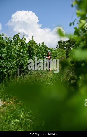 17 juillet 2023, Brandenburg, Töplitz : la vigneronne Daniela Schönitz du vignoble biologique Klosterhof Töplitz travaille sur la défoliation des feuilles de raisin dans le Vieux vignoble Töplitz. Les raisins Pinot blanc reçoivent ainsi plus de lumière solaire et de chaleur. Les engrais chimiques, synthétiques, pesticides et désherbants ne sont pas utilisés. La structure riche en minéraux des sols du versant sud permet aux vins particulièrement frais et fruités typiques du cépage de mûrir, qui peuvent être consommés jeunes. Photo : Jens Kalaene/dpa Banque D'Images