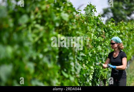 17 juillet 2023, Brandenburg, Töplitz : la vigneronne Daniela Schönitz du vignoble biologique Klosterhof Töplitz travaille sur la défoliation des feuilles de raisin dans le Vieux vignoble Töplitz. Les raisins Pinot blanc reçoivent ainsi plus de lumière solaire et de chaleur. Les engrais chimiques, synthétiques, pesticides et désherbants ne sont pas utilisés. La structure riche en minéraux des sols du versant sud permet aux vins particulièrement frais et fruités typiques du cépage de mûrir, qui peuvent être consommés jeunes. Photo : Jens Kalaene/dpa Banque D'Images