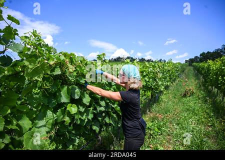 17 juillet 2023, Brandenburg, Töplitz : la vigneronne Daniela Schönitz du vignoble biologique Klosterhof Töplitz travaille sur la défoliation des feuilles de raisin dans le Vieux vignoble Töplitz. Les raisins Pinot blanc reçoivent ainsi plus de lumière solaire et de chaleur. Les engrais chimiques, synthétiques, pesticides et désherbants ne sont pas utilisés. La structure riche en minéraux des sols du versant sud permet aux vins particulièrement frais et fruités typiques du cépage de mûrir, qui peuvent être consommés jeunes. Photo : Jens Kalaene/dpa Banque D'Images