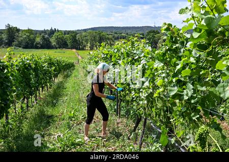 17 juillet 2023, Brandenburg, Töplitz : la vigneronne Daniela Schönitz du vignoble biologique Klosterhof Töplitz travaille sur la défoliation des feuilles de raisin dans le Vieux vignoble Töplitz. Les raisins Pinot blanc reçoivent ainsi plus de lumière solaire et de chaleur. Les engrais chimiques, synthétiques, pesticides et désherbants ne sont pas utilisés. La structure riche en minéraux des sols du versant sud permet aux vins particulièrement frais et fruités typiques du cépage de mûrir, qui peuvent être consommés jeunes. Photo : Jens Kalaene/dpa Banque D'Images