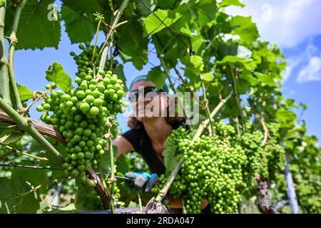 17 juillet 2023, Brandenburg, Töplitz : la vigneronne Daniela Schönitz du vignoble biologique Klosterhof Töplitz travaille sur la défoliation des feuilles de raisin dans le Vieux vignoble Töplitz. Les raisins Pinot blanc reçoivent ainsi plus de lumière solaire et de chaleur. Les engrais chimiques, synthétiques, pesticides et désherbants ne sont pas utilisés. La structure riche en minéraux des sols du versant sud permet aux vins particulièrement frais et fruités typiques du cépage de mûrir, qui peuvent être consommés jeunes. Photo : Jens Kalaene/dpa Banque D'Images