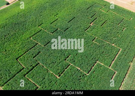 Ahorntal, Allemagne. 19 juillet 2023. Dans le champ de silphia il y a un labyrinthe de plain-pied. Le silphia végétal (Silphium perfoliatum) est considéré comme un insecte et une alternative écologique au maïs. Le labyrinthe est destiné à attirer l'attention sur les avantages de la plante. (Photo aérienne avec un drone) (à dpa: "Labyrinthe à travers le champ de silphia devrait faire mieux connaître la plante") crédit : Daniel Vogl/dpa/Alamy Live News Banque D'Images