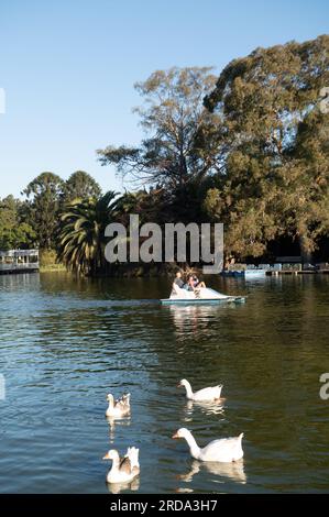 Buenos Aires, Argentine : 2023 mai 15 : Canards dans les lacs de Bosques de Palermo à Buenos Aires, capitale de l'Argentine. Banque D'Images