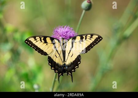 Papillon à queue d'aronde tigre de l'est (Papilio glaucus) se nourrissant de fleurs de chardon, belles ailes jaunes grandes ouvertes. Banque D'Images