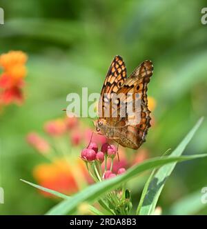 Papillon fritillaire bigarré (Euptoieta claudia) se nourrissant de fleurs d'herbe à lait dans le jardin d'été. Banque D'Images