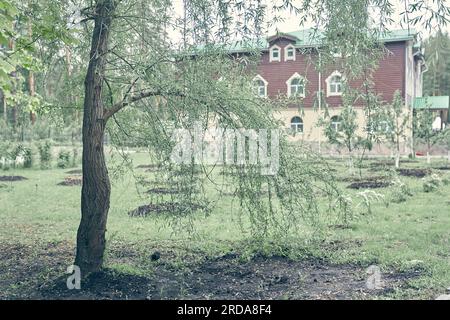 Sur le fond d'un bâtiment en pierre floue, de longues branches d'un saule pleureur. Un arbre vert courbé sur l'herbe verte un jour d'été. Photo de haute qualité Banque D'Images