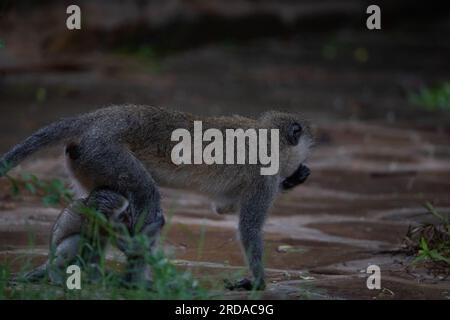 Gang de singes au Kenya Afrique. Les singes prennent possession d'un hôtel, Safari Lodge. Bébés singes sous la pluie, macaques Banque D'Images