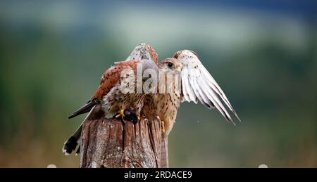 Un kestrel mâle et femelle se disputent une souris Banque D'Images