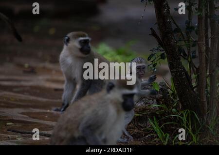 Gang de singes au Kenya Afrique. Les singes prennent possession d'un hôtel, Safari Lodge. Bébés singes sous la pluie, macaques Banque D'Images