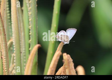 Parmi les fleurs : témoin du rôle du papillon en tant que pollinisateur vital. Banque D'Images