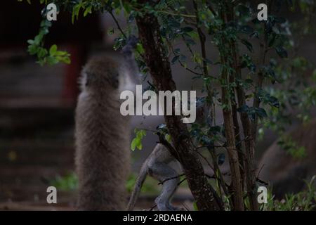 Gang de singes au Kenya Afrique. Les singes prennent possession d'un hôtel, Safari Lodge. Bébés singes sous la pluie, macaques Banque D'Images