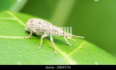 Charançon du coléoptère blanc reposant sur une feuille verte le matin, photo d'insecte en Thaïlande. Banque D'Images