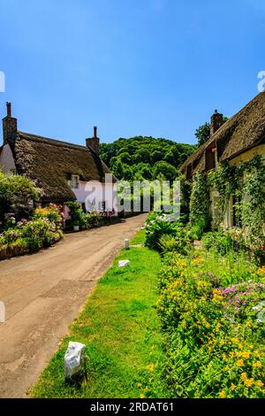 Un chalet traditionnel au toit de chaume avec un jardin coloré à Dunster, Somerset, Angleterre, Royaume-Uni Banque D'Images