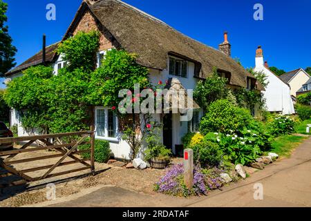 Un chalet traditionnel au toit de chaume avec un jardin coloré à Dunster, Somerset, Angleterre, Royaume-Uni Banque D'Images