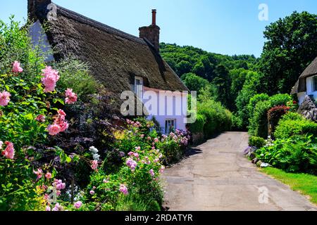 Une paire de chalets traditionnels au toit de chaume avec des jardins colorés à Dunster, Somerset, Angleterre, Royaume-Uni Banque D'Images